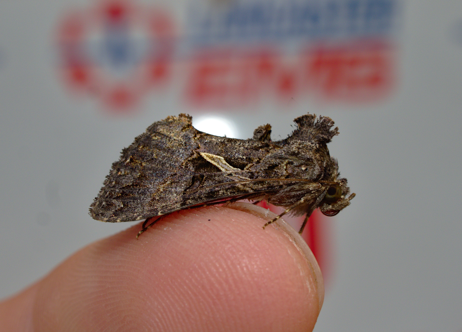 Real sharp looking moth_20200918.jpg